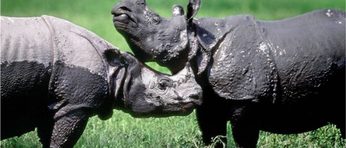 Rhino - Kaziranga wildlife